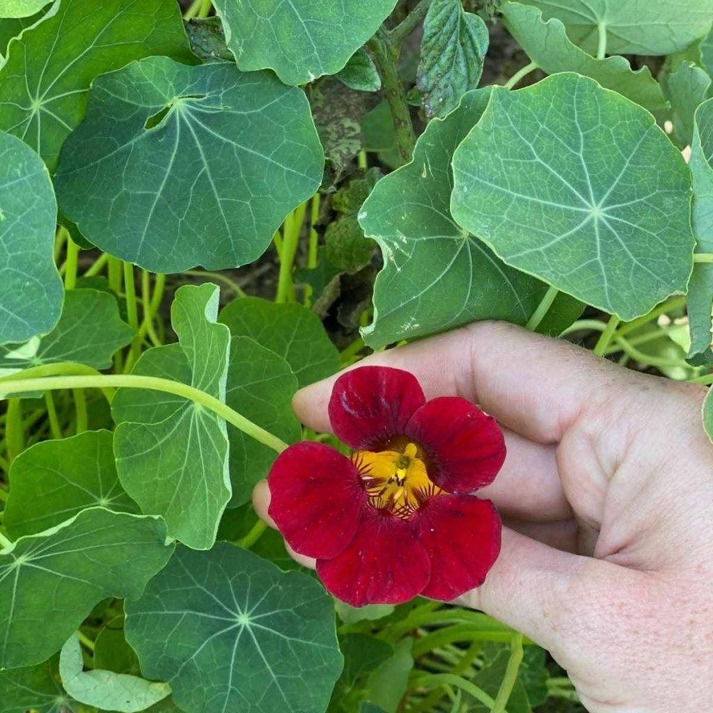 Waarom hierdie jaar eetbare blomme kweek en hoe om hulle te eet 2 'n pragtige versameling vars, kleurvolle eetbare blomme