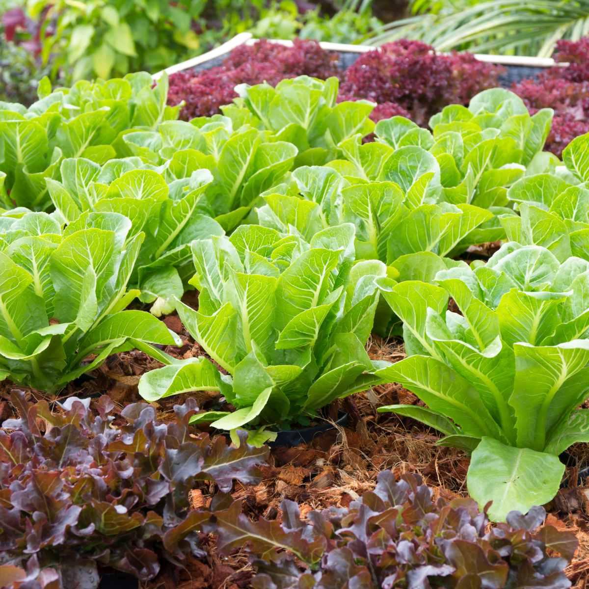 Slaai kweek uit saad is maklik met hierdie wenke 2 Groen en rooi slaai wat in tuinbedding groei
