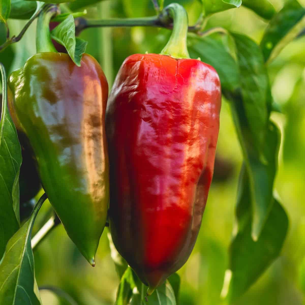 Hoe om Rissies te Kweek van Saad tot Oes 2 peppers in the garden