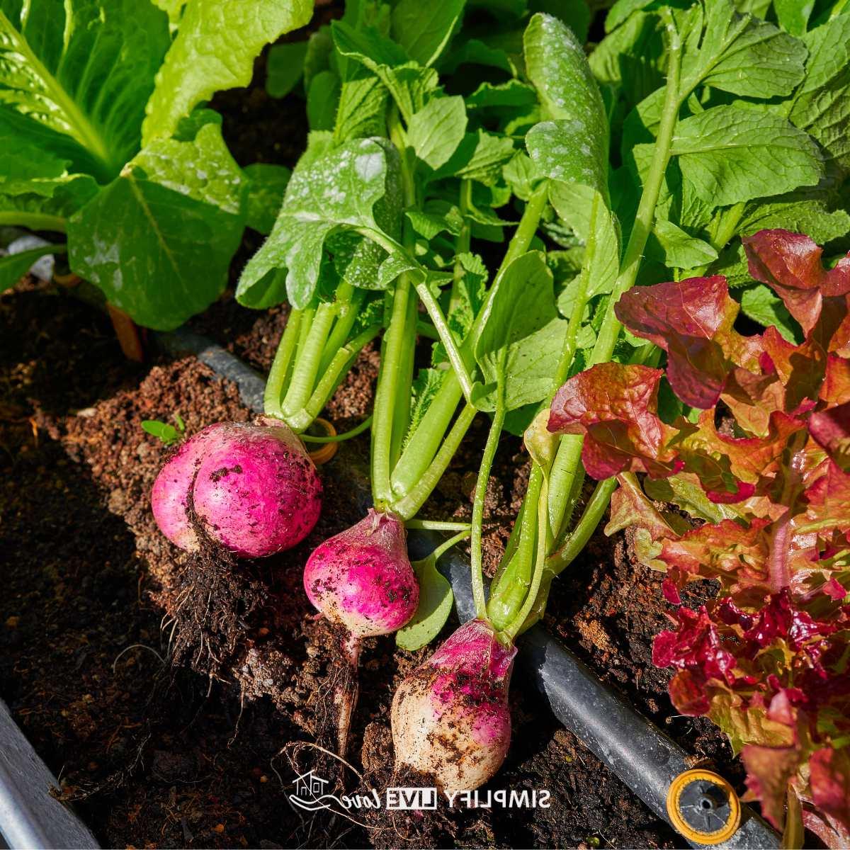 Top 7 Herfsgroente om te plant vir 'n oorvloedige oes 2 radishes growing in fall garden with lettuces