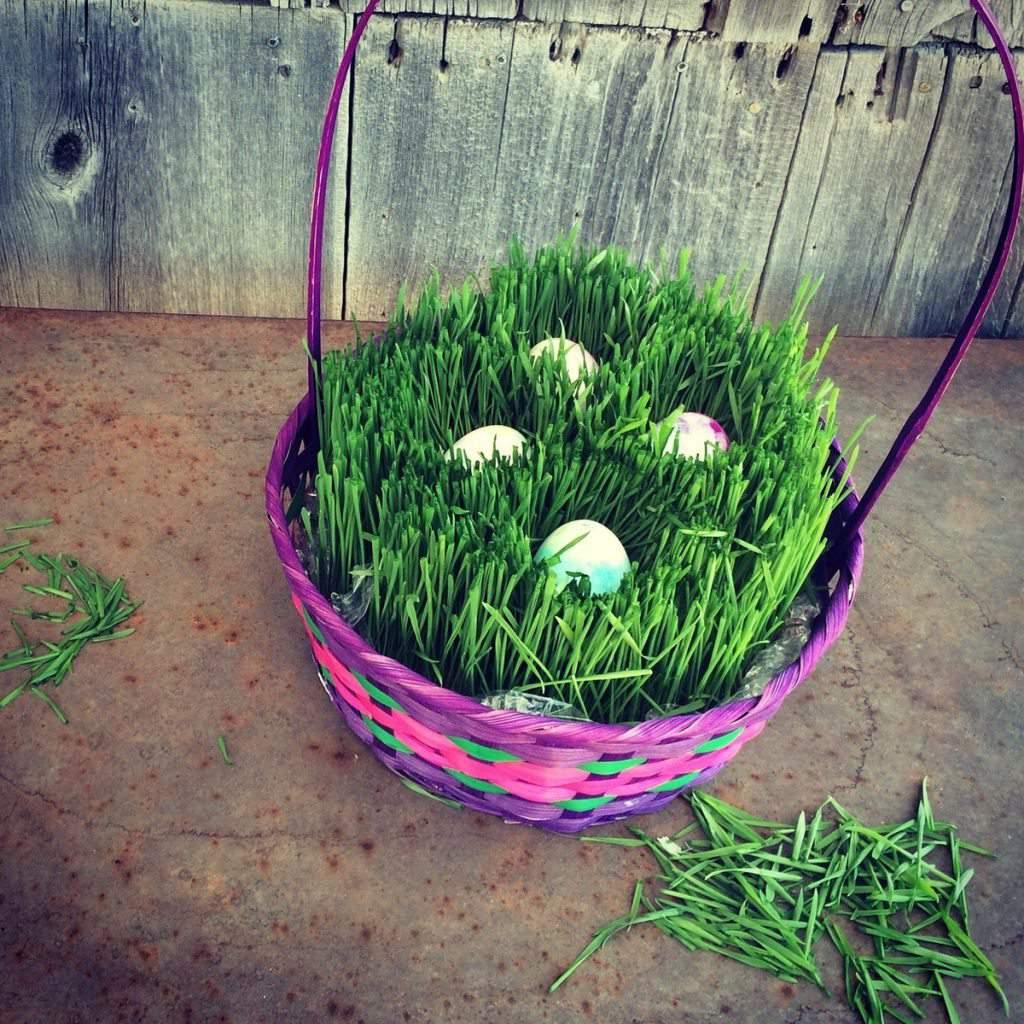 Los die plastiek Paasgras: Hoe om jou eie koringgras-mandjie in 5 dae te kweek 2 Kweek Jou Eie Paasmandjie Gras met hierdie tutoriaal. Jy benodig slegs 'n paar dae!