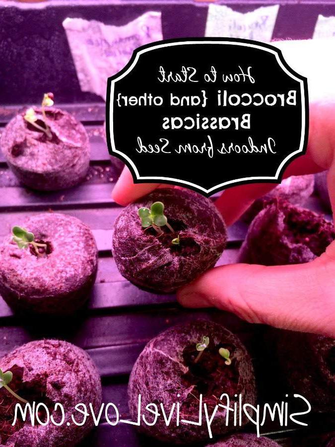 Wenke vir die begin van Broccoli en ander Brassicaceae binnenshuis van saad
