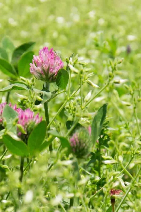 Waarom hierdie jaar eetbare blomme kweek en hoe om hulle te eet 11 Rooiklawer blomme