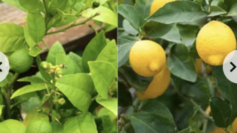 Stark Bros Citrus Tree Kit