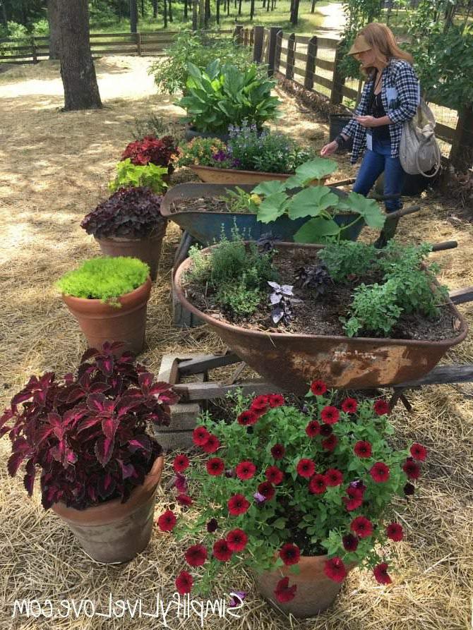 wheel barrow planters at Moss Mountain Farm
