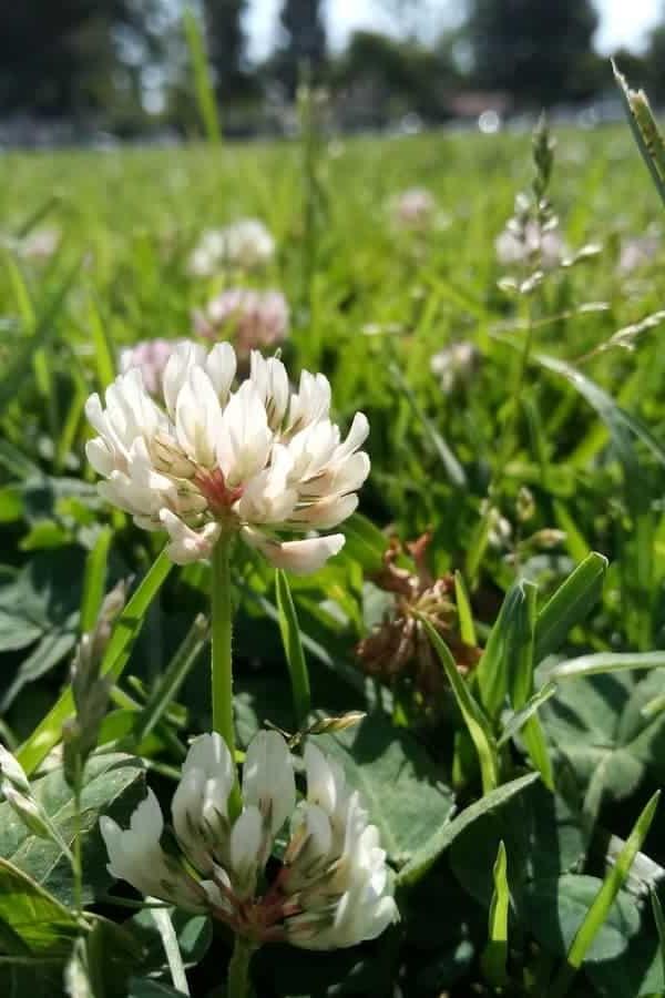 Waarom hierdie jaar eetbare blomme kweek en hoe om hulle te eet 12 Witklawer blomme