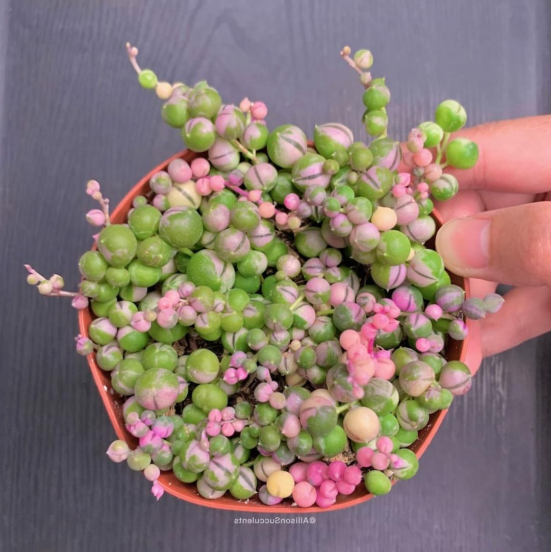Variegated String of Pearls: Ένα μοναδικό παχύφυτο