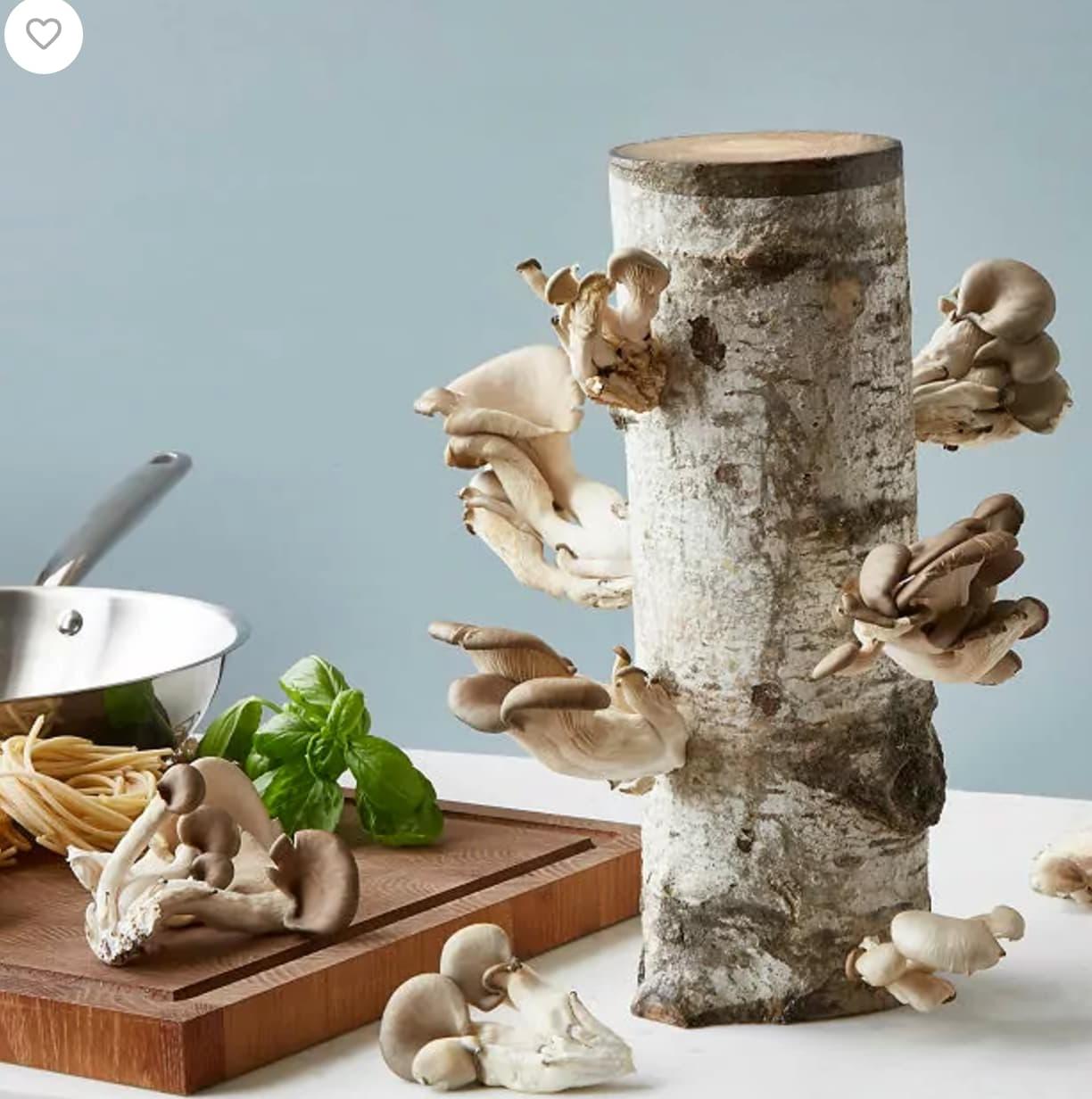 Oyster Mushroom Log Kit