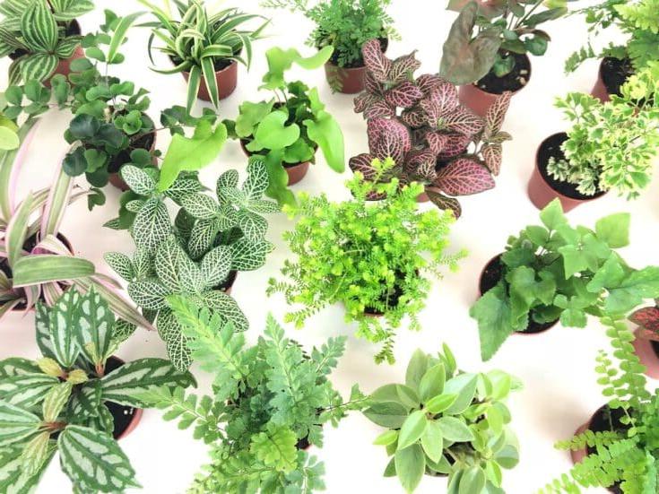 Mini Terrarium Plants: Δημιουργήστε το δικό της μικρόκοσμο