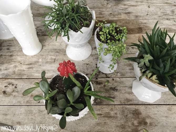 5 Minute Upcycled Succulent Garden: Γρήγορη ανανέωση