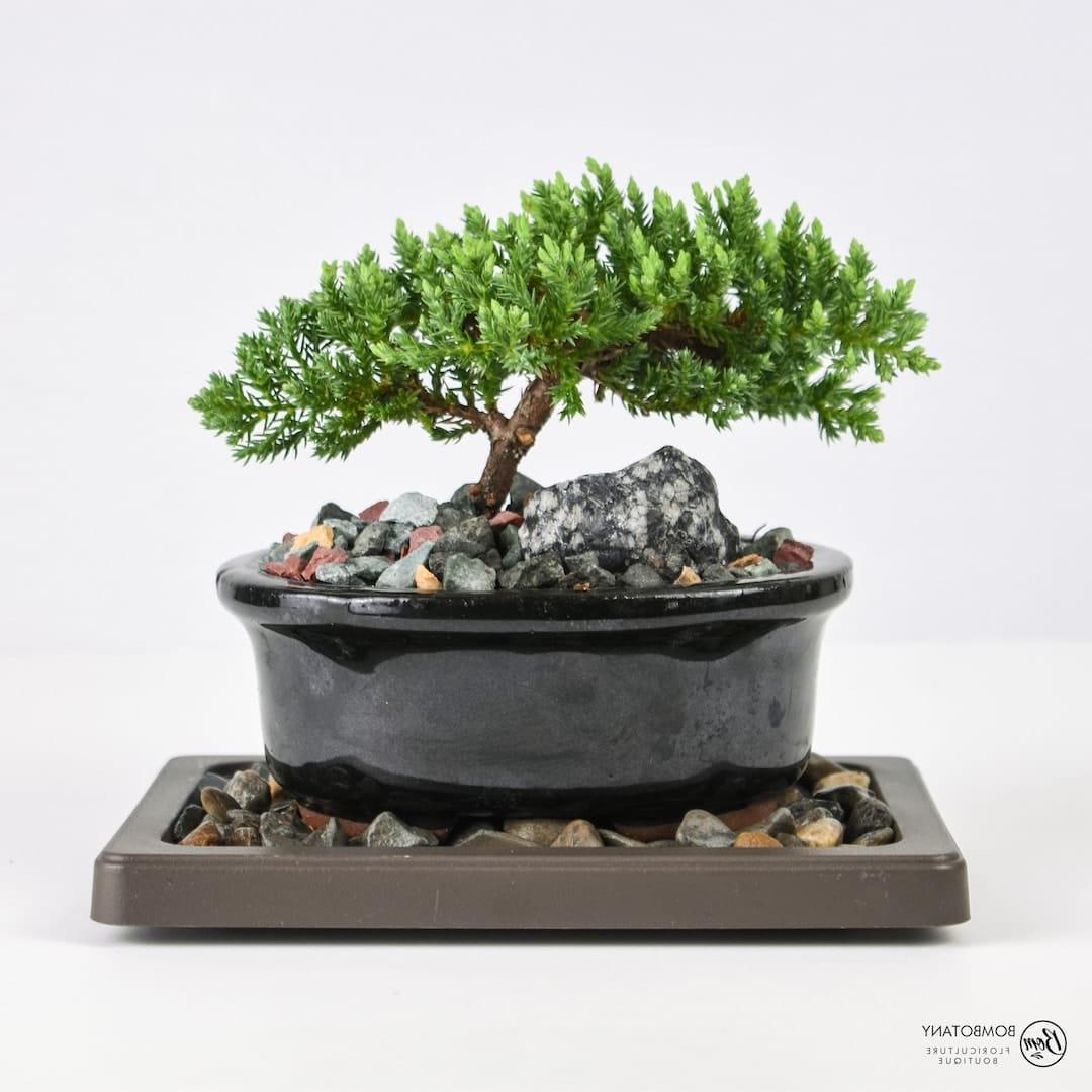 LIVE Juniper Bonsai Tree: Ένα έργο τέχνης της φύσης