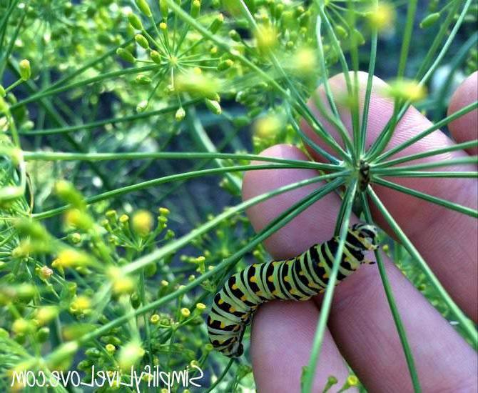 Noodsaaklike Metgeselplante vir Jou Groentetuin 3 Kruie as metgeselplante. Moenie vergeet om hierdie 10 plante te plant nie! Hulle is 'n moet in 'n organiese tuin.