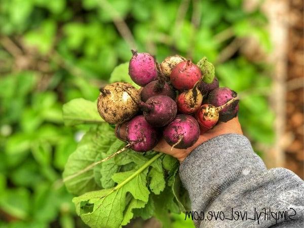Top 7 Herfsgroente om te plant vir 'n oorvloedige oes 3 radish bouquet - quick growing fall vegetables