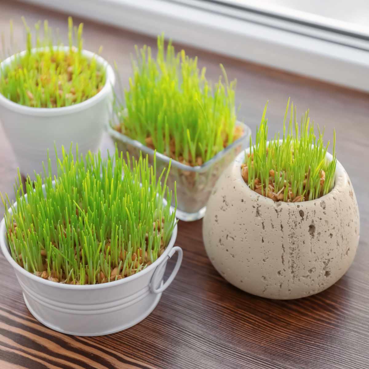 Los die plastiek Paasgras: Hoe om jou eie koringgras-mandjie in 5 dae te kweek 3 vier klein wit potte op vensterbank wat koringgras tuis groei