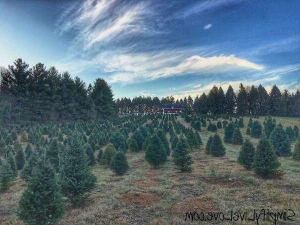 Kelly Tree Farm - ένα από τα πολλά φυτώρια δέντρων της Αϊόβα όπου θα βρείτε τα καλύτερα Χριστουγεννιάτικα δέντρα