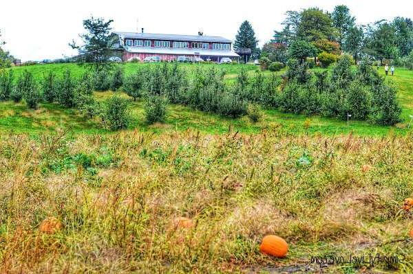 Wilson's Apple Orchard και άλλοι μηλεώνες στην Αϊόβα