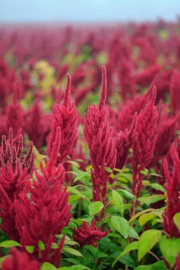 Waarom hierdie jaar eetbare blomme kweek en hoe om hulle te eet 4 Rooi Amarant blomme
