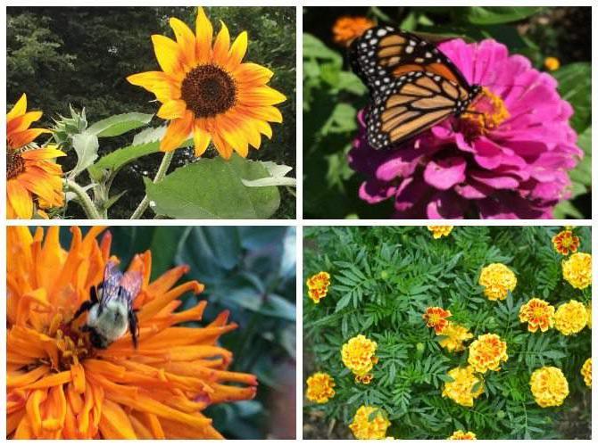 Noodsaaklike Metgeselplante vir Jou Groentetuin 4 Blomme as metgeselplante, wat 'n dubbele doel dien vir skoonheid en beskerming.