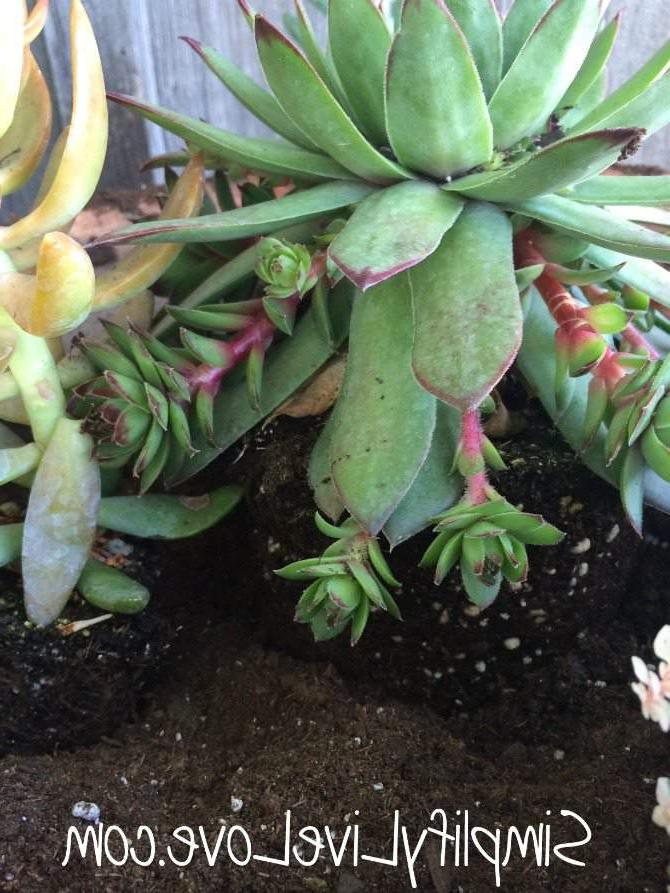 Vetplant Houer DIY - hoenders en kuikens