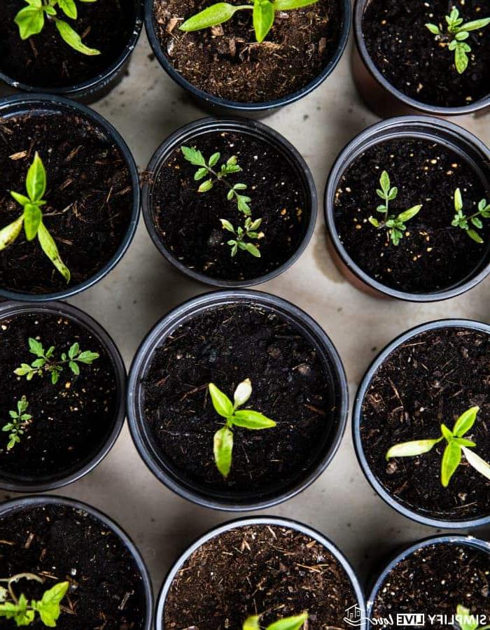 Hoe om Rissies te Kweek van Saad tot Oes 4 tomato and pepper seedlings