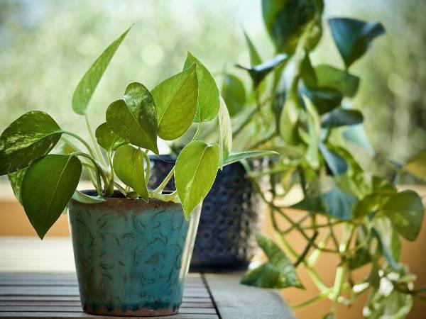 pothos plant