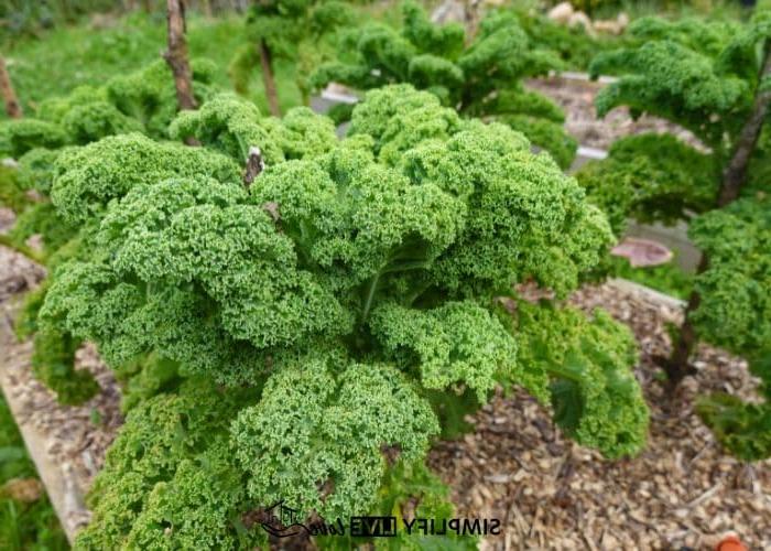 Top 7 Herfsgroente om te plant vir 'n oorvloedige oes 4 large leafy kale growing in vegetable garden