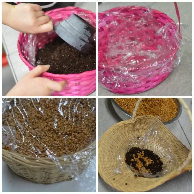 Los die plastiek Paasgras: Hoe om jou eie koringgras-mandjie in 5 dae te kweek 4 Hoe om waldorf koringgras mandjies te maak om lente te verwelkom