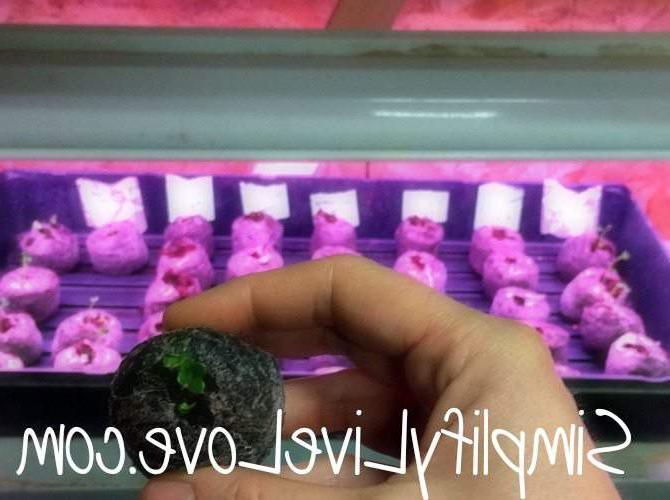 Wenke vir die begin van Broccoli en ander Brassicaceae binnenshuis van saad