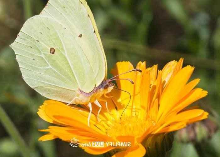 9 Ιδέες για έναν Όμορφο Κήπο Πεταλούδων στην Αυλή 4 green butterfly with dots feeding on yellow flower