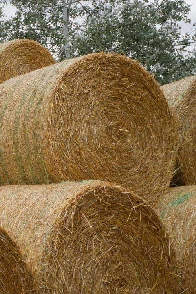 Πώς να Διατηρήσετε το Κομπόστ σας Ενεργό τον Χειμώνα 4 Κατασκευή σωρού κομπόστ: Στρώματα από καφέ υλικά όπως άχυρο και οργανικά υπολείμματα, έτοιμα για ανάμειξη με πράσινα υλικά.