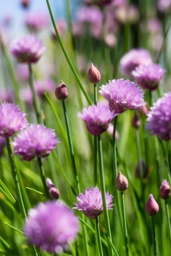 Waarom hierdie jaar eetbare blomme kweek en hoe om hulle te eet 5 Grasuie blomme