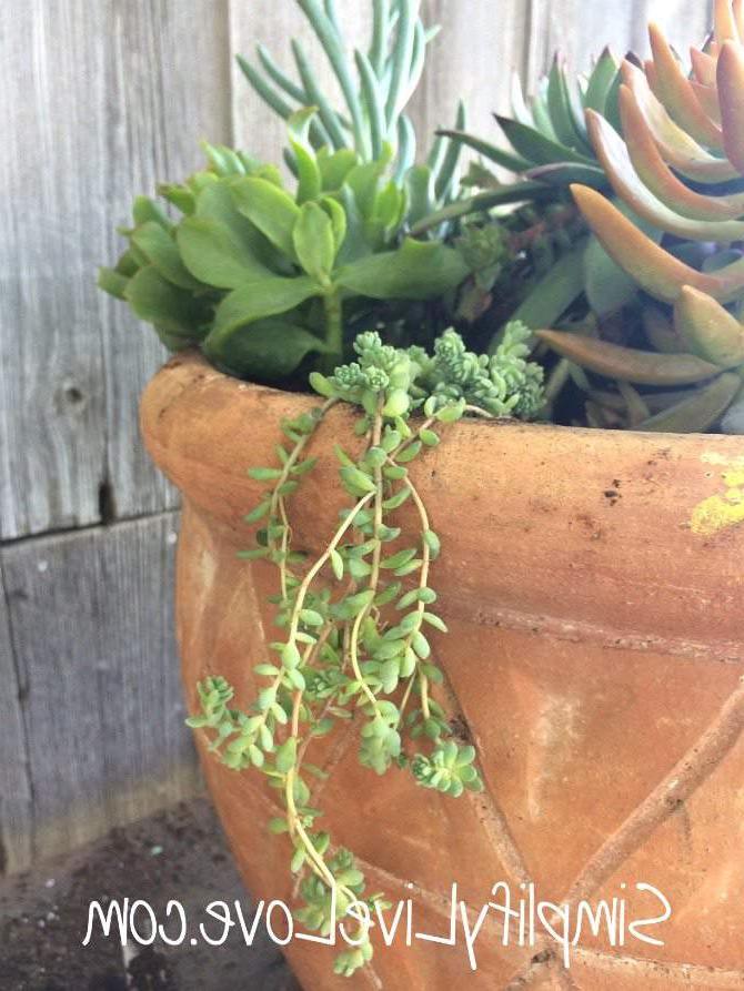 Vetplant Planter DIY - laat sommige oor die kante hang