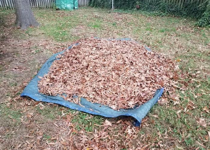 5 Geniale Maniere om Herfsblare as Gratis Tuin Deklaag te Gebruik 5 blare op 'n seil versamel vir blaardeklaag