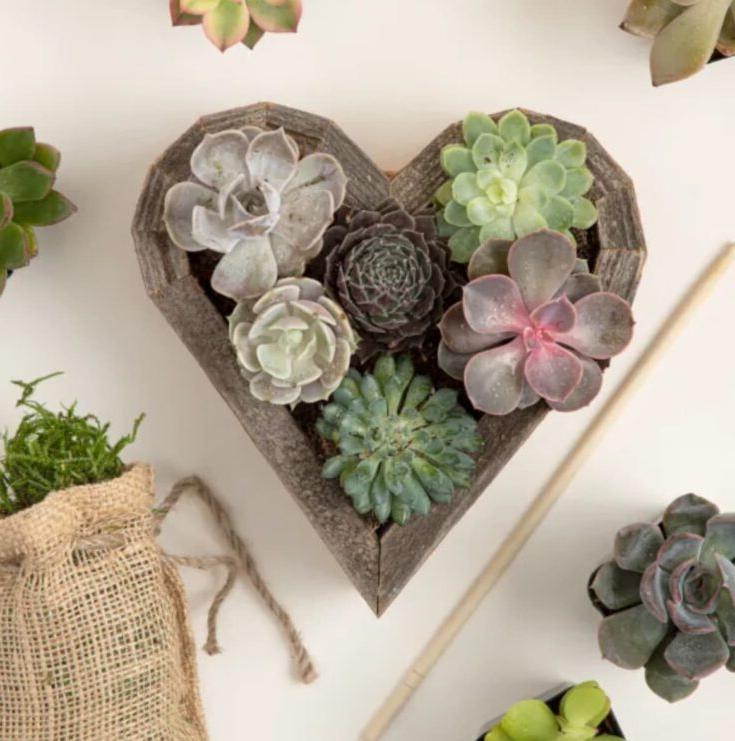 Redwood Succulent Heart Kit: Δημιουργήστε μια καρδιά γεμάτη ζωή