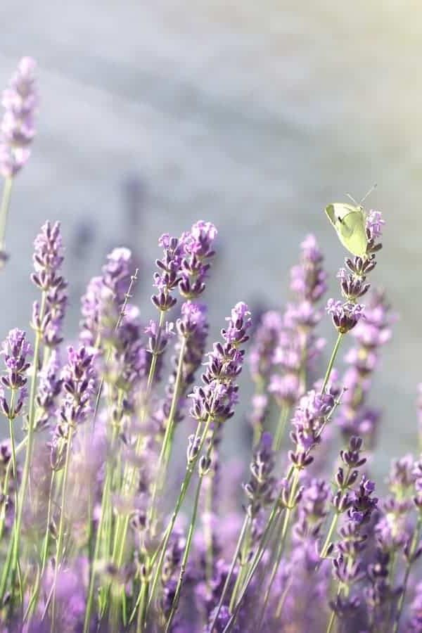 Waarom hierdie jaar eetbare blomme kweek en hoe om hulle te eet 6 Laventel blomme in 'n tuin