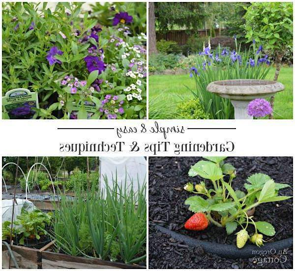 Noodsaaklike Metgeselplante vir Jou Groentetuin 6 An Oregon Cottage