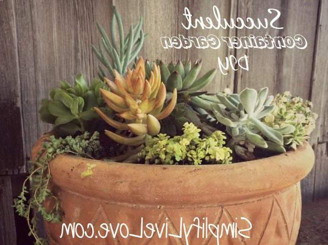 Finale Vetplant Houer Tuin DIY