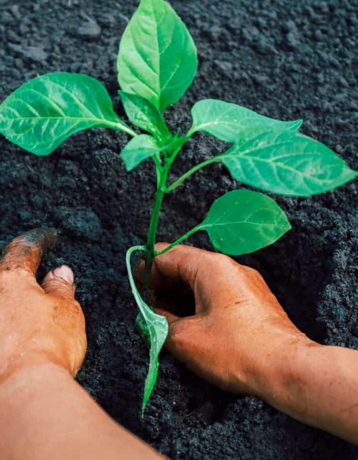 Hoe om Rissies te Kweek van Saad tot Oes 6 planting peppers in the garden