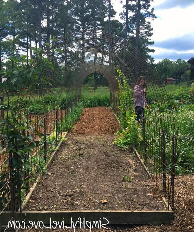 hog panel trellis at moss mountain farm