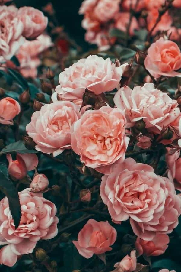 Waarom hierdie jaar eetbare blomme kweek en hoe om hulle te eet 7 Rose is eetbare blomme