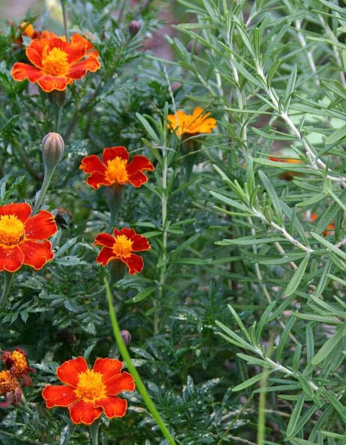 Hoe om Rissies te Kweek van Saad tot Oes 7 companion plants for peppers