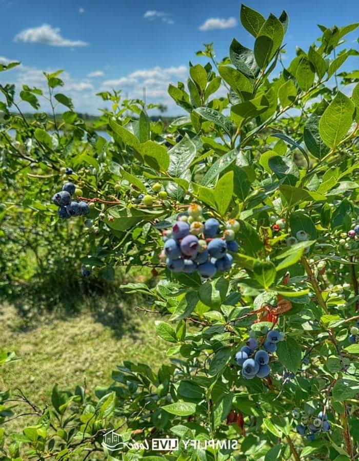 7 Maniere om Iowa se Landboutoerisme in DeWitt, Iowa, te bevorder 7 blueberry bushes at kerr berry farm