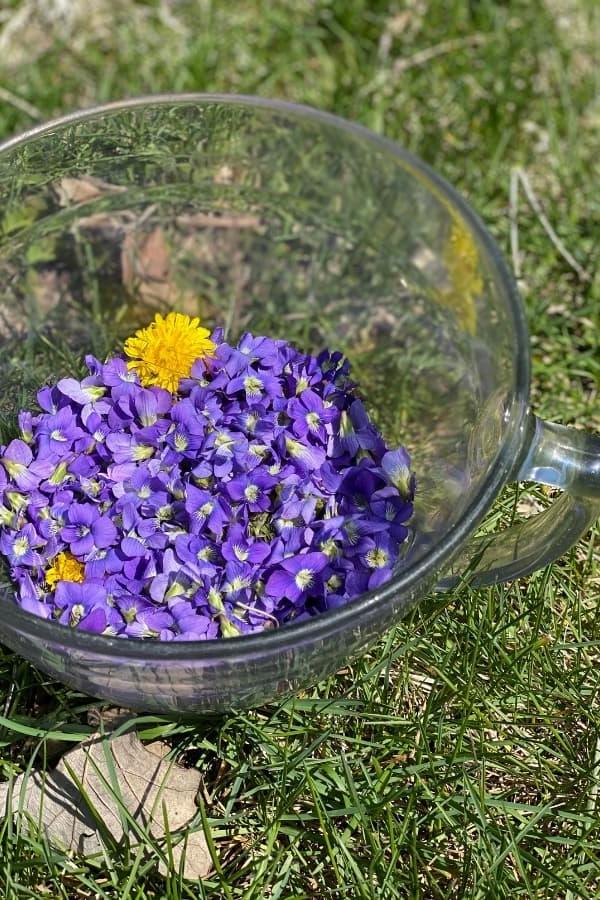 Waarom hierdie jaar eetbare blomme kweek en hoe om hulle te eet 8 'n Bak vol viooltjies