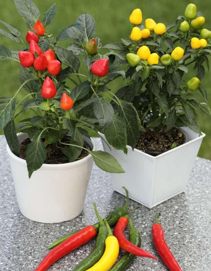 Hoe om Rissies te Kweek van Saad tot Oes 8 pepper plants in pots