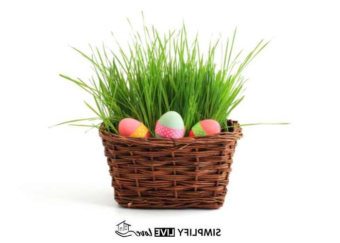 Los die plastiek Paasgras: Hoe om jou eie koringgras-mandjie in 5 dae te kweek 8 DIY Paasgras deur koringgras in mandjie te kweek met Paaseiers wat in mandjie en gras nesmaak