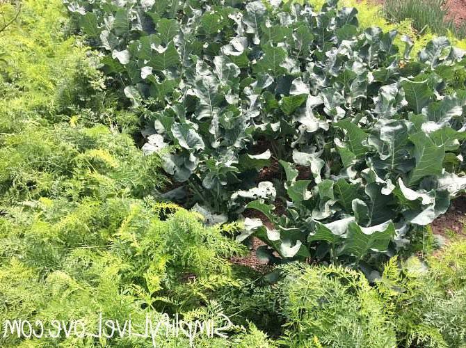 veggie companion plants