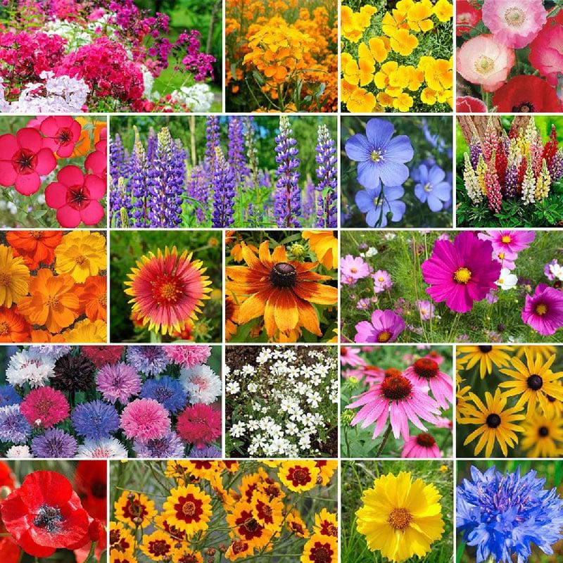 Flower & Wildflower Mixes by Eden Brothers: Χρώμα και άρωμα στον κήπο