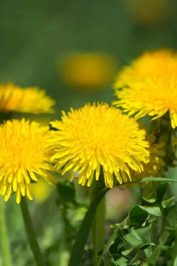Waarom hierdie jaar eetbare blomme kweek en hoe om hulle te eet 9 Paardebloem blomme in 'n veld