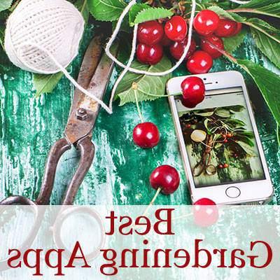 Noodsaaklike Metgeselplante vir Jou Groentetuin 9 House of Hawthornes