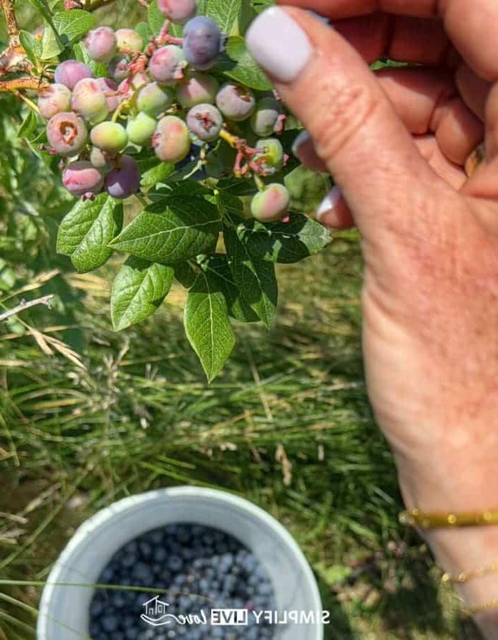 7 Maniere om Iowa se Landboutoerisme in DeWitt, Iowa, te bevorder 9 picking blueberries at kerr berry farm